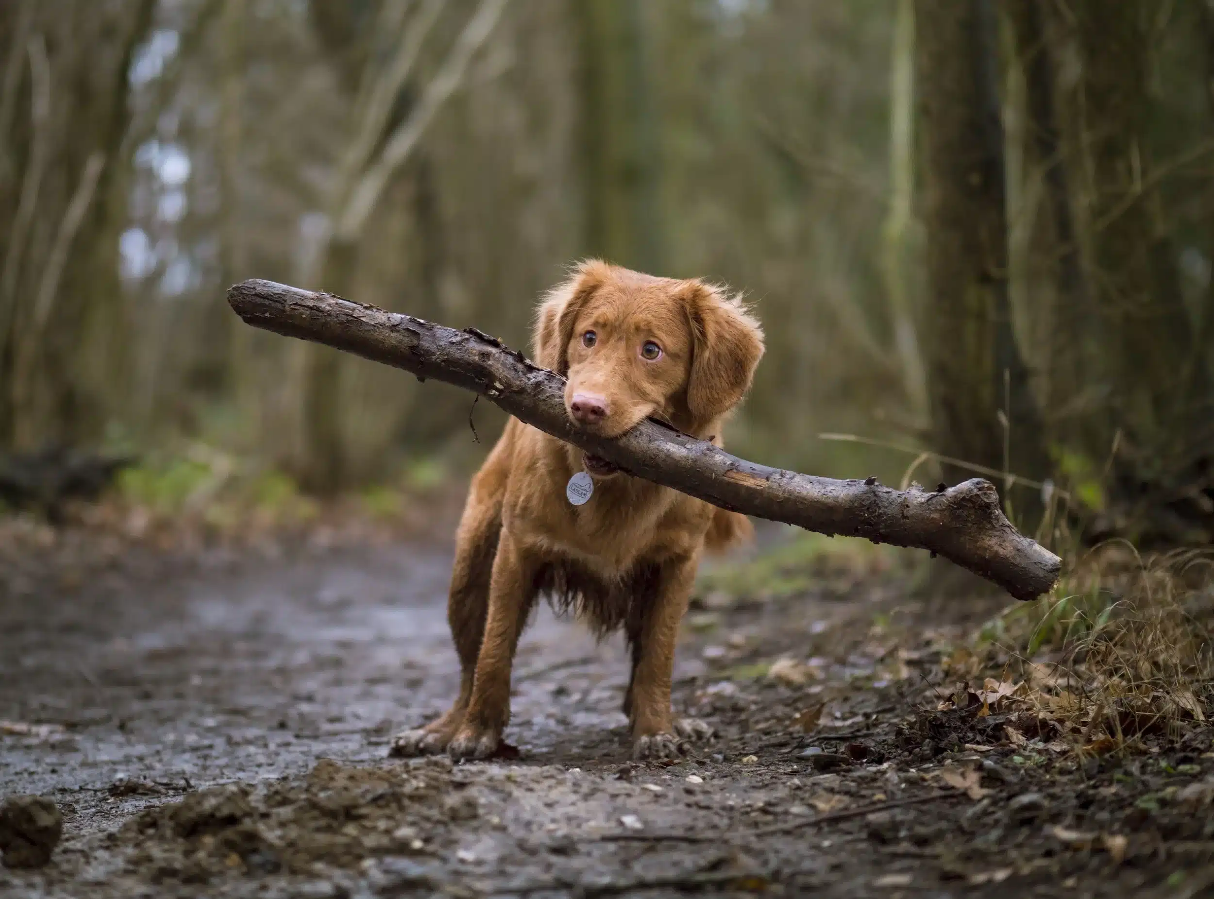 Outdoor photograph featured in 4 County RV Park & Campground's pet-friendly amenities section