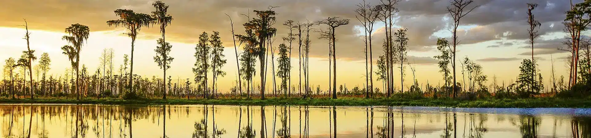Okefenokee Swamp landscape near the campground