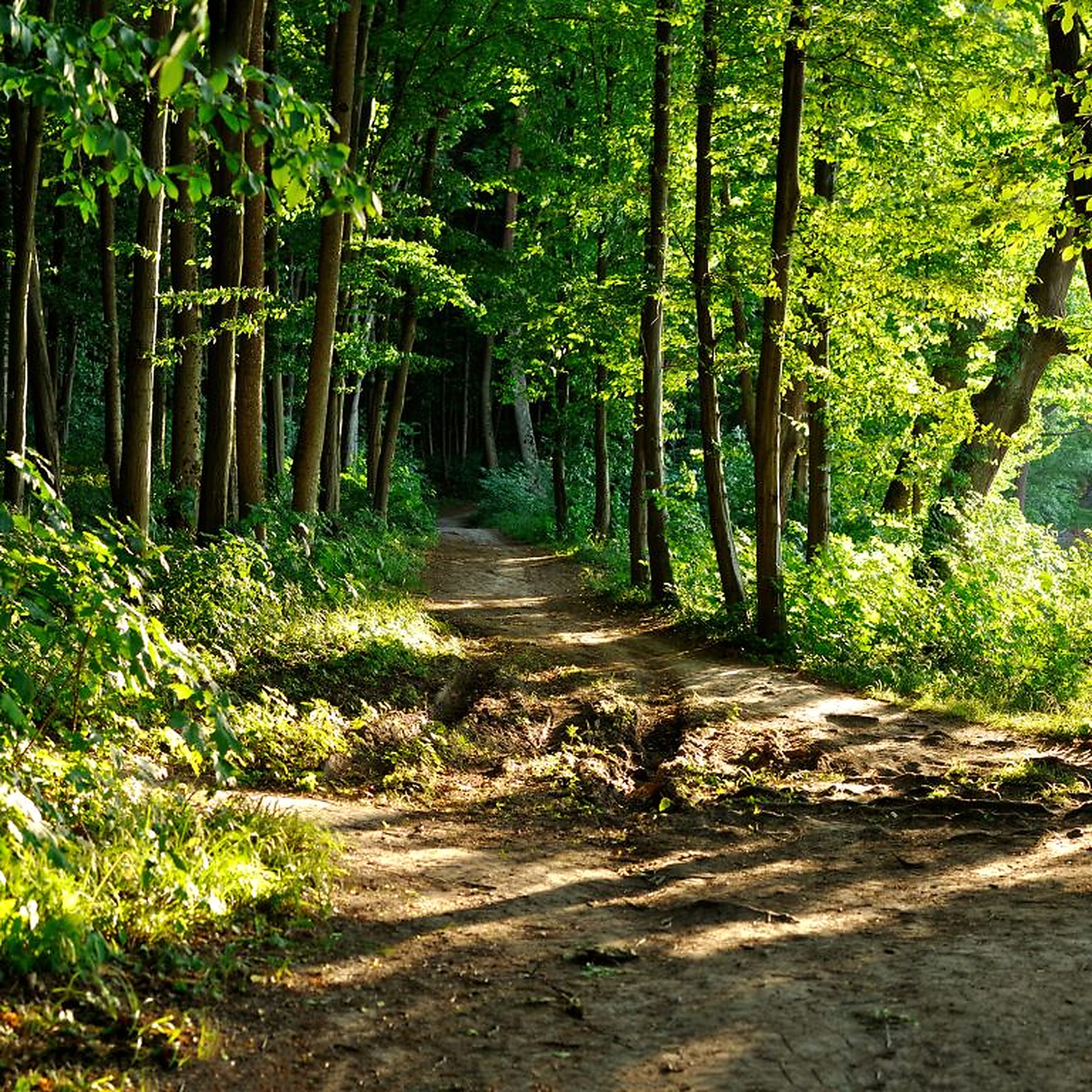 Wooded trail near Camp Margaritaville RV Resort Lanier Islands