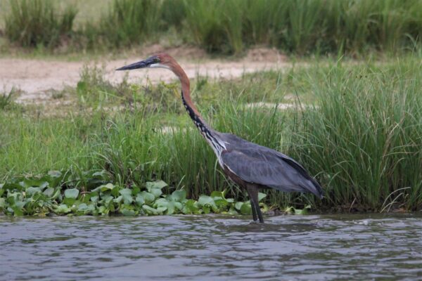 Wildlife near the Okefenokee National Wildlife Refuge