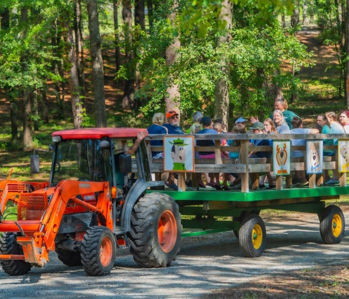 Yogi Bear wagon ride at Jellystone Park Cochran