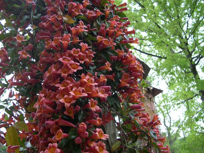Crossvine flowers at Jenny's Creek