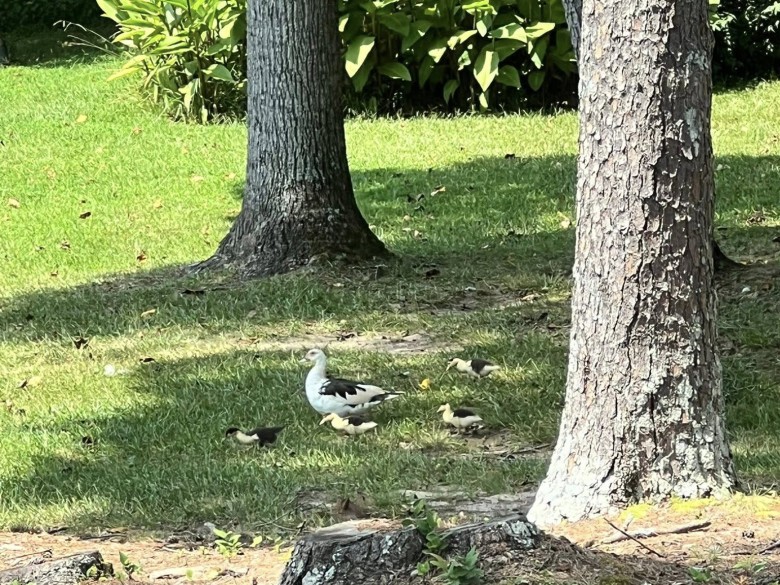 Duck photographed at Leisure Acres RV Resort