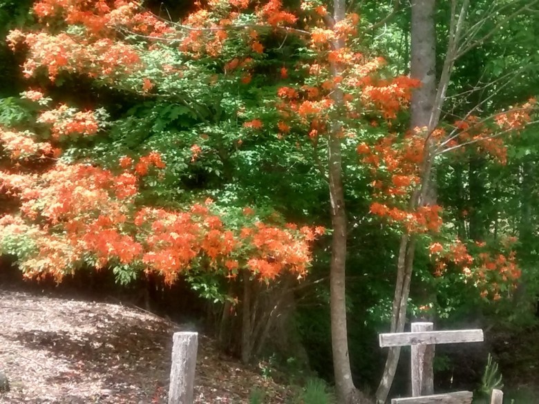 Fire azalea blooming at Long Ridge Campground