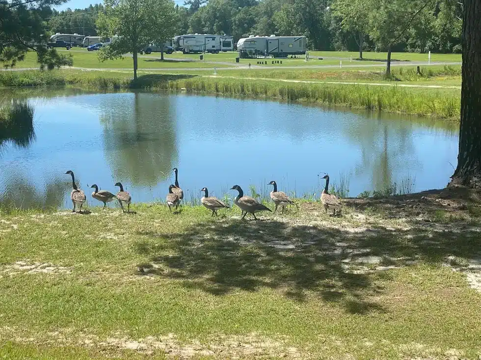 RV sites and fishing pond at Pebble Hill RV Park in Waycross, Georgia