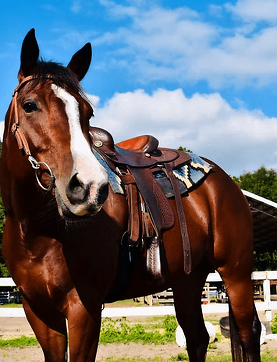 Horse at Red Gate Farms RV Resort