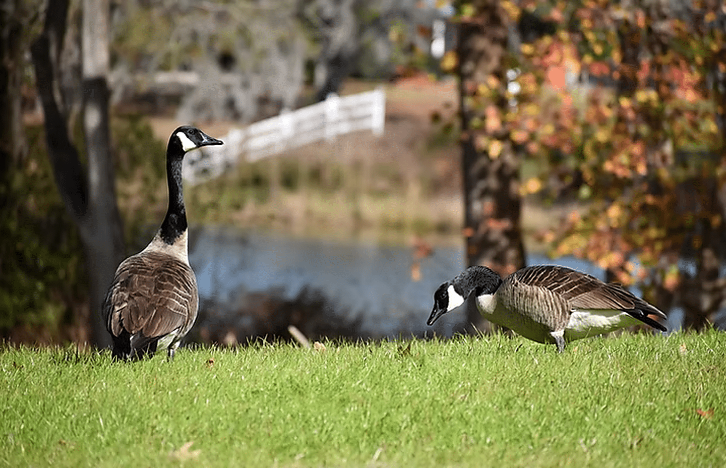 Geese beside the lake at Red Gate Farms RV Resort