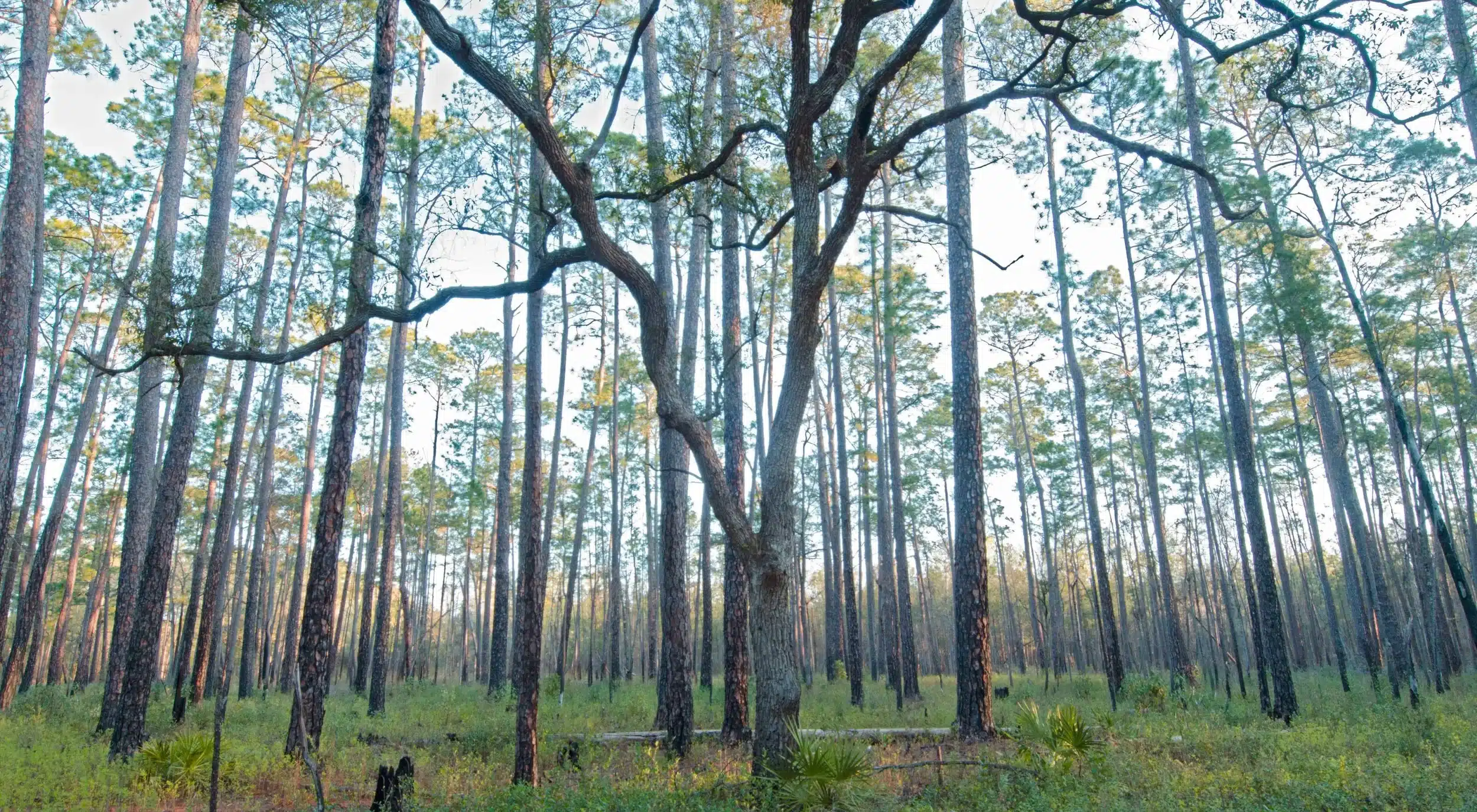 Moody Forest Wildlife Management Area near Small Living RV Park