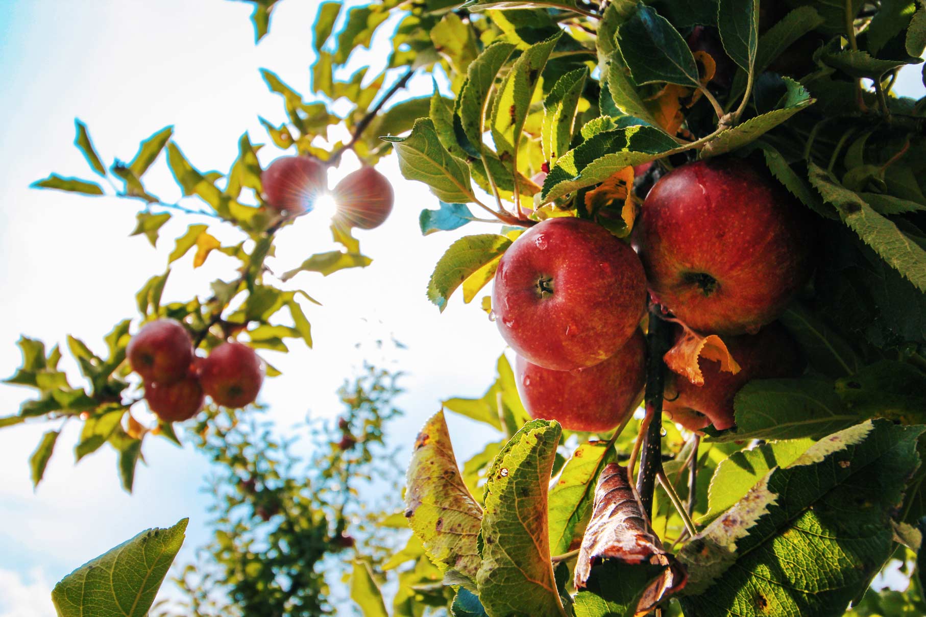 Apple orchards near Talona Ridge RV Resort in the Ellijay area