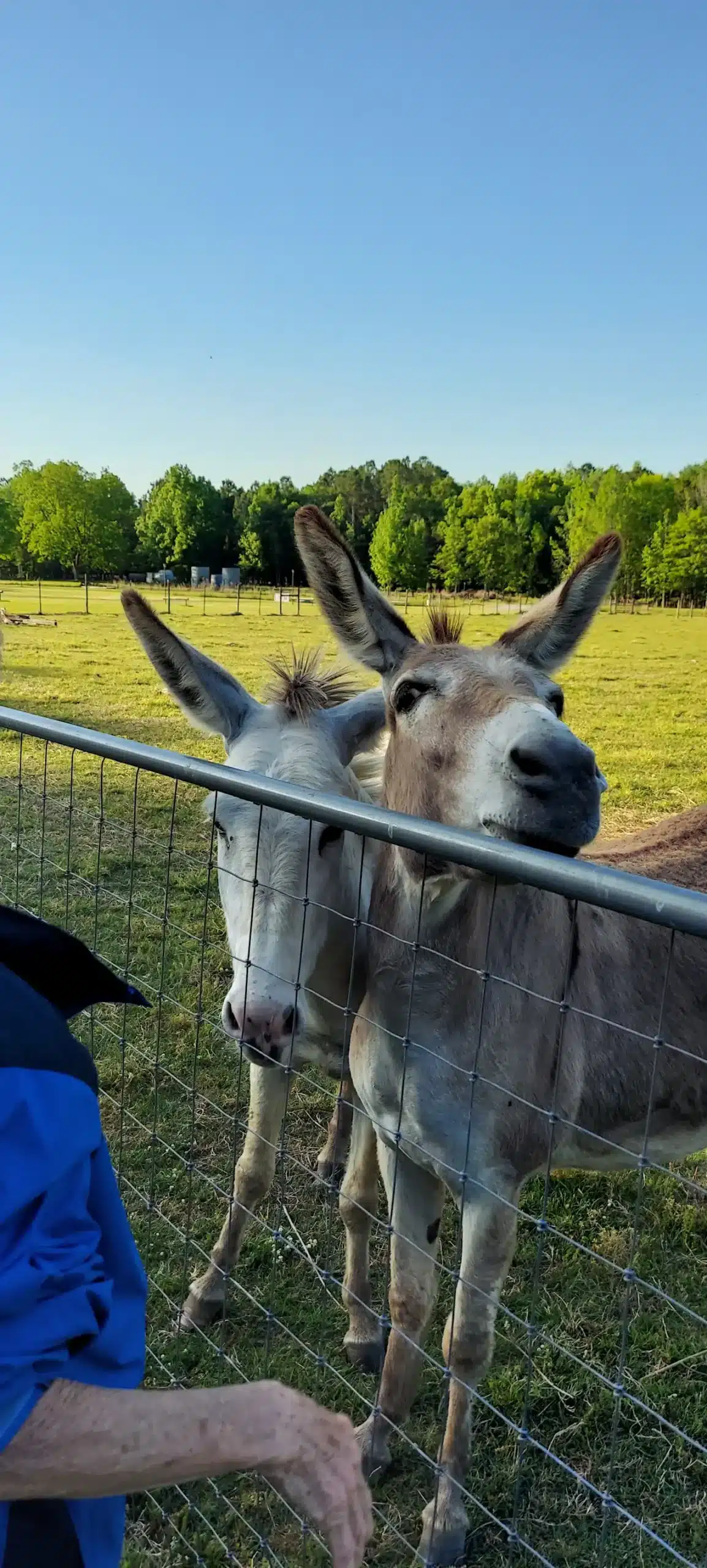 Donkeys at Two Horse Wagon RV Park