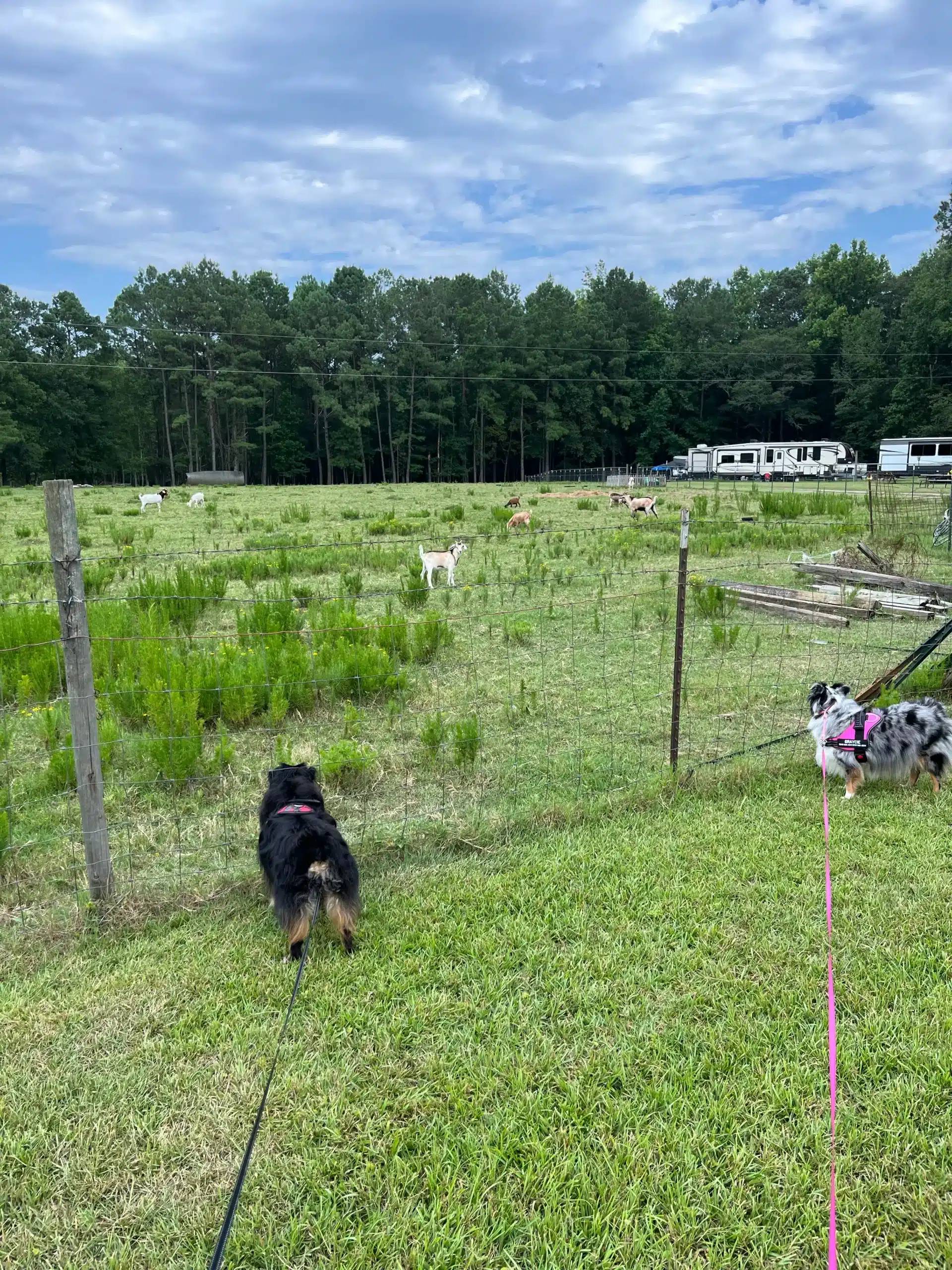 Guest photograph from Two Horse Wagon RV Park's campground listing