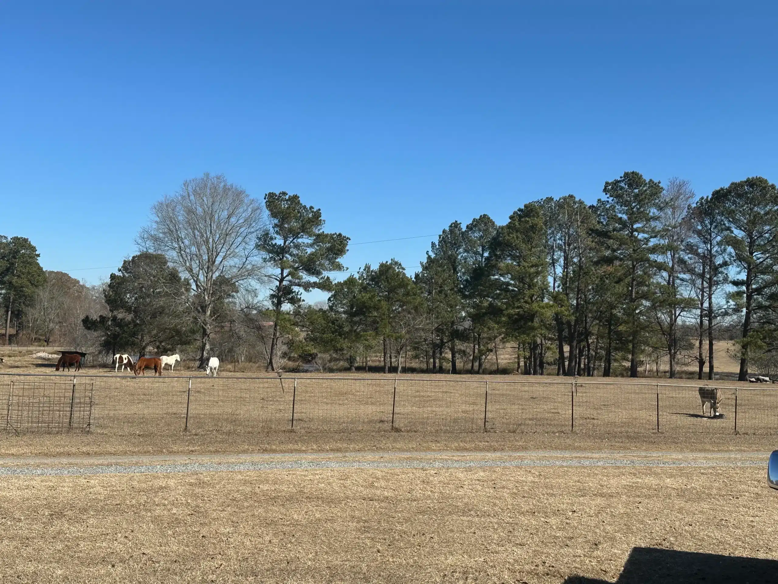 Tent Camping at Two Horse Wagon RV Park