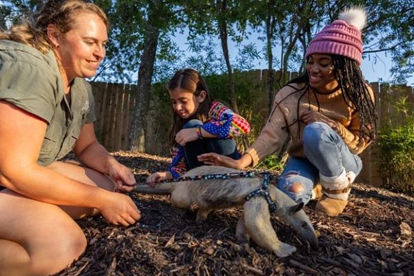 Animal encounter at Wild Adventures Safari Campground