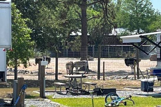 Animal habitats surrounding Wild Adventures Safari Campground